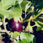 IMG-20210407-WA0015
