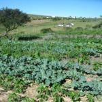 part garden and neighbourhood