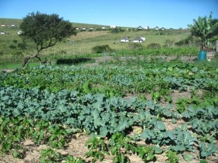 part garden and neighbourhood